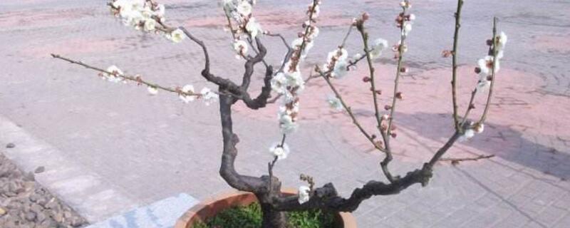 盆栽梅花如何施肥