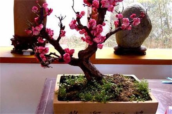 盆栽梅花如何施肥