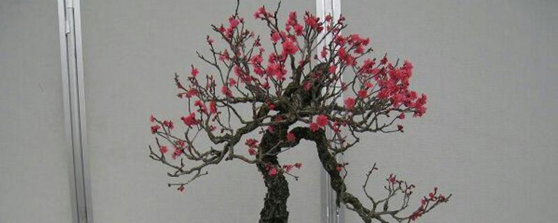 梅花如何修剪枝叶