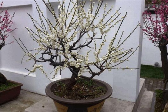 梅花如何修剪枝叶