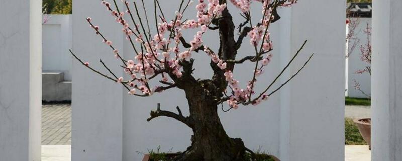 梅花盆景的养殖办法