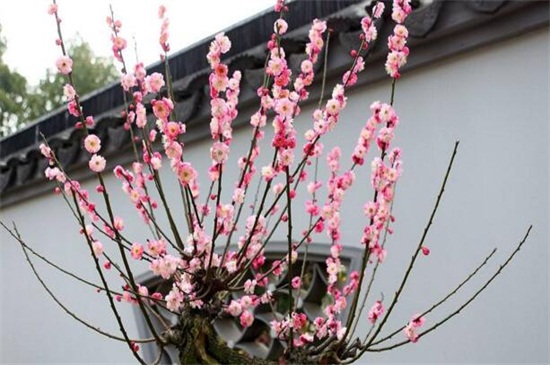 梅花盆景的养殖办法