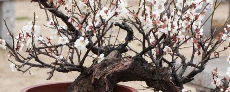 盆栽梅花的种植办法和留意事项