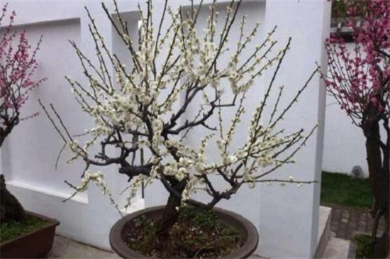 盆栽梅花的种植办法和留意事项