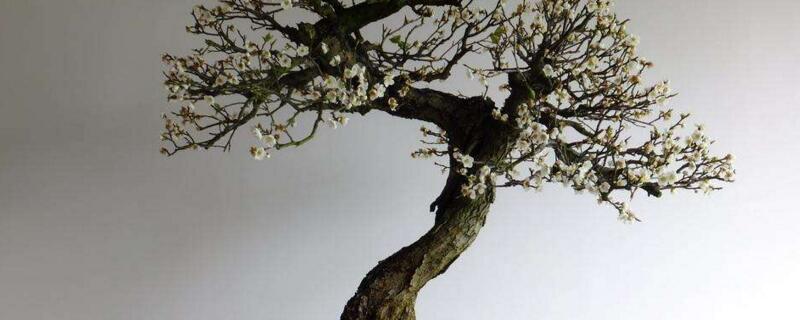 梅花的养殖办法和留意事项