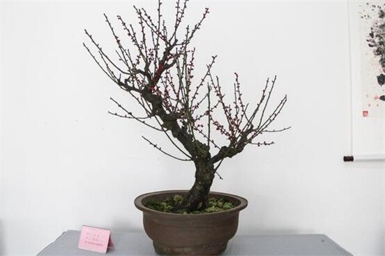 梅花的养殖办法和留意事项