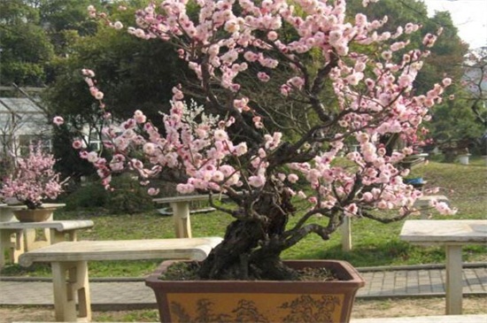 梅花的养殖办法和留意事项