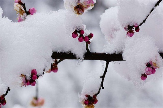 梅花寓意是什么,坚贞/不屈/傲骨/相思