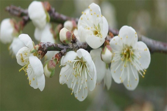 梅花寓意是什么,坚贞/不屈/傲骨/相思