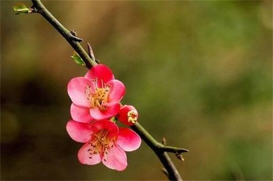 梅花寓意是什么,坚贞/不屈/傲骨/相思