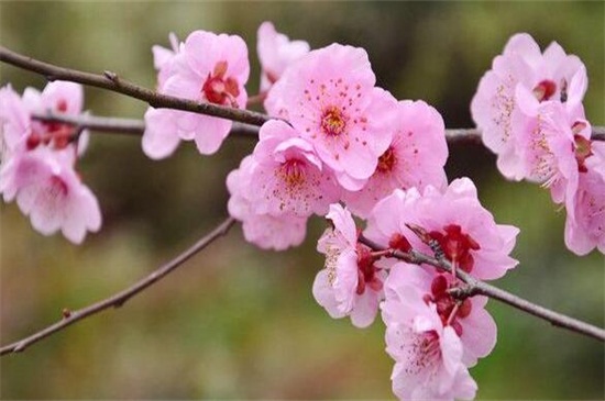 梅花寓意是什么,坚贞/不屈/傲骨/相思