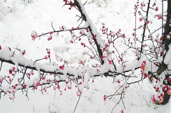 梅花寓意是什么,坚贞/不屈/傲骨/相思