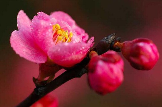 梅花代表什么象征意义，坚毅忠贞又高洁