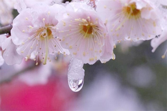 梅花代表什么象征意义，坚毅忠贞又高洁