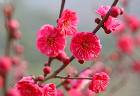 花中四君子是哪四种，梅/兰/竹/菊