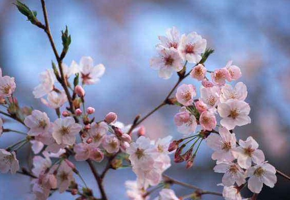 花中四君子是哪四种，梅/兰/竹/菊