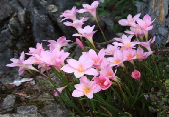 花中四君子是哪四种，梅/兰/竹/菊