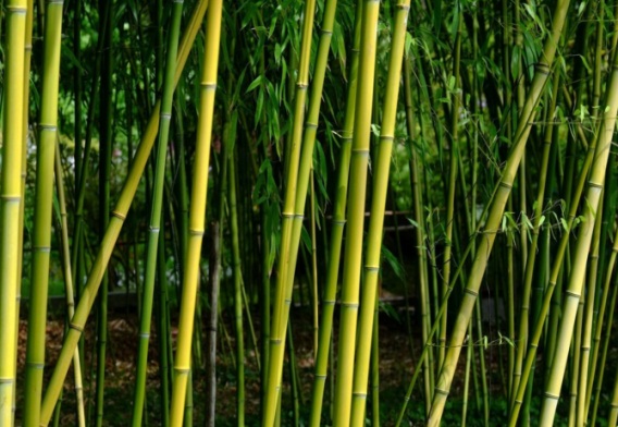 花中四君子是哪四种，梅/兰/竹/菊