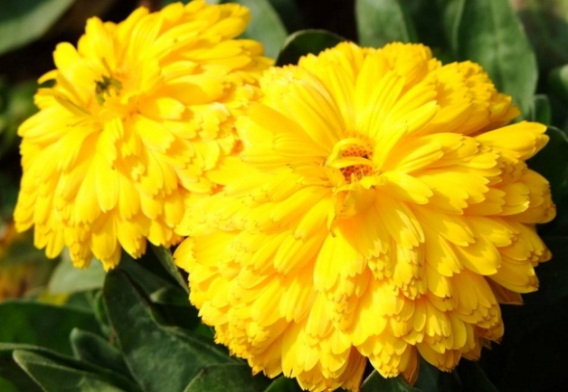 花中四君子是哪四种，梅/兰/竹/菊