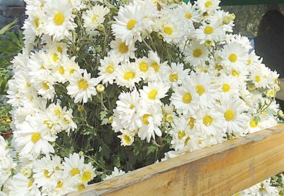 花中四君子是哪四种，梅/兰/竹/菊