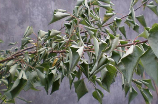 梅花常见病害与预防和治疗，喷药养护改善环境才能根治