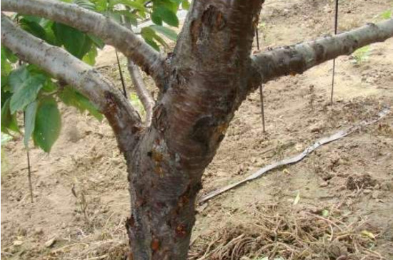 梅花常见病害与预防和治疗，喷药养护改善环境才能根治