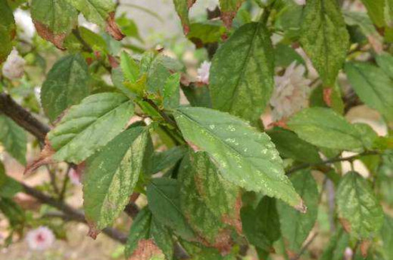 梅花常见病害与预防和治疗，喷药养护改善环境才能根治