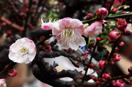 梅花常见病害与预防和治疗，喷药养护改善环境才能根治
