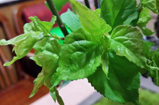 梅花常见病害与预防和治疗，喷药养护改善环境才能根治