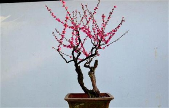 红梅花如何浇水，夏季每隔5天浇一次水/避免淋雨