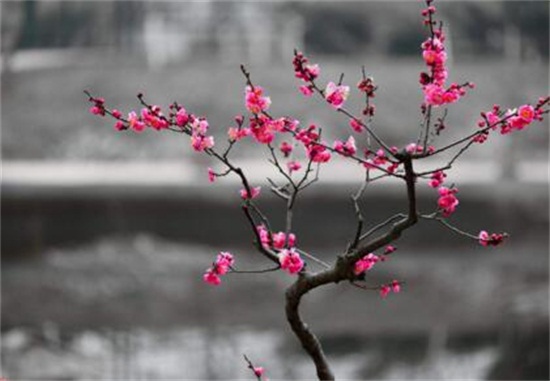 红梅花如何浇水，夏季每隔5天浇一次水/避免淋雨