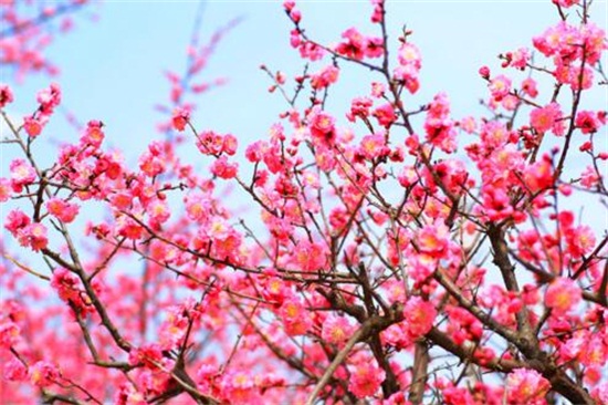 红梅花如何浇水，夏季每隔5天浇一次水/避免淋雨