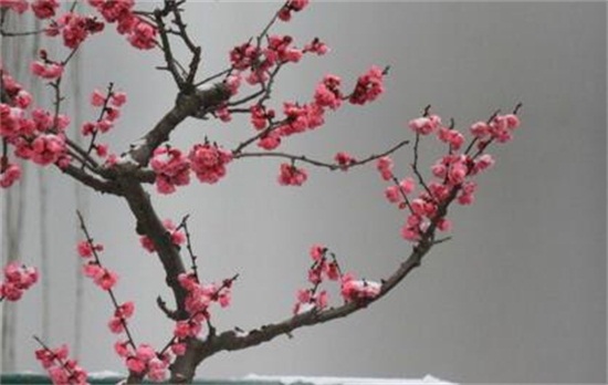 红梅花如何浇水，夏季每隔5天浇一次水/避免淋雨