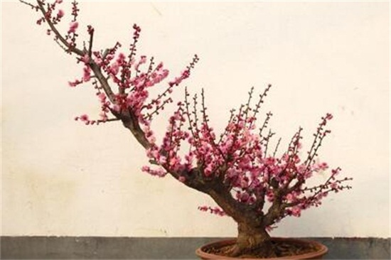 红梅花如何浇水，夏季每隔5天浇一次水/避免淋雨