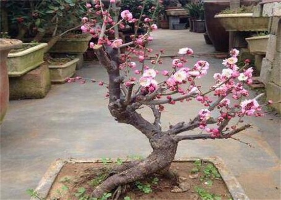 红梅花如何浇水，夏季每隔5天浇一次水/避免淋雨