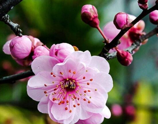 梅花如何修剪图解，4个步骤教你如何修剪漂亮的梅花盆景