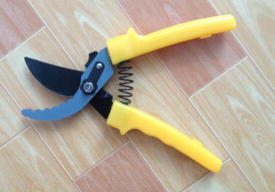 梅花如何修剪图解，4个步骤教你如何修剪漂亮的梅花盆景