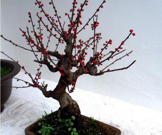 梅花如何修剪图解，4个步骤教你如何修剪漂亮的梅花盆景