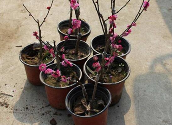 梅花如何修剪图解，4个步骤教你如何修剪漂亮的梅花盆景