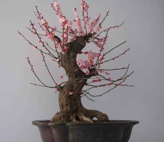 梅花如何修剪图解，4个步骤教你如何修剪漂亮的梅花盆景