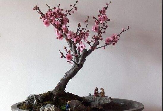 梅花如何养，5个步骤教你养出漂亮的梅花