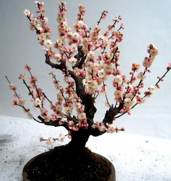 梅花如何养，5个步骤教你养出漂亮的梅花