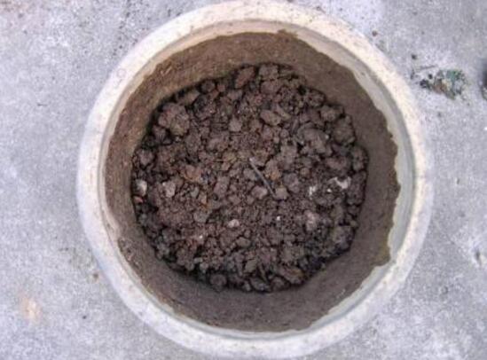 梅花如何养，5个步骤教你养出漂亮的梅花