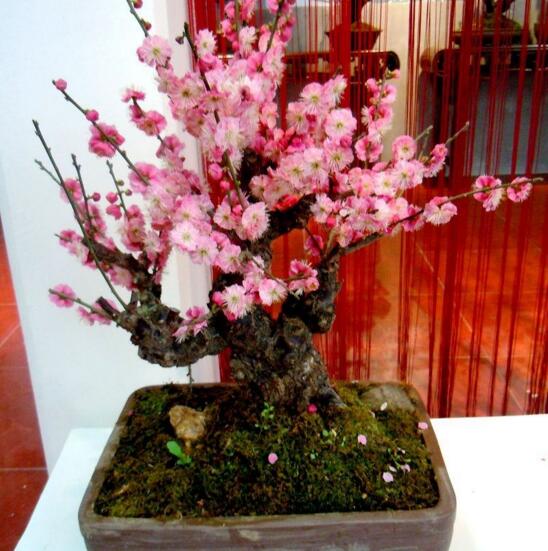 梅花如何养，5个步骤教你养出漂亮的梅花