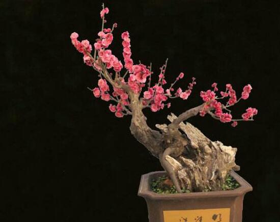 梅花如何养，5个步骤教你养出漂亮的梅花