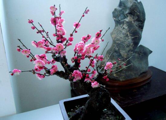 梅花盆景的修剪造型，梅花修剪技术图解(五种办法)