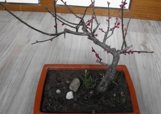 梅花盆景的修剪造型，梅花修剪技术图解(五种办法)