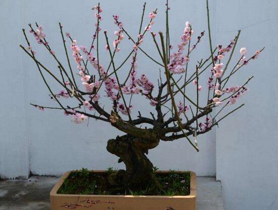 梅花盆景的修剪造型，梅花修剪技术图解(五种办法)