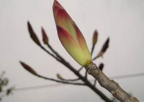 梅花盆景的修剪造型，梅花修剪技术图解(五种办法)