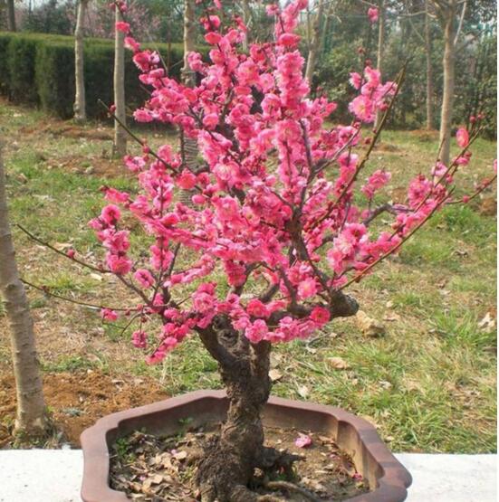 梅花盆景的修剪造型，梅花修剪技术图解(五种办法)